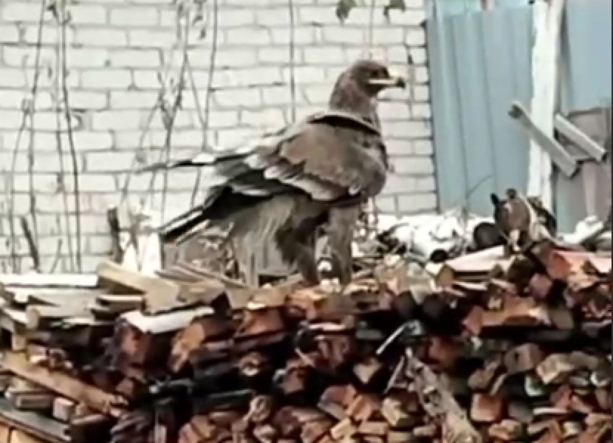 Кадр из видео