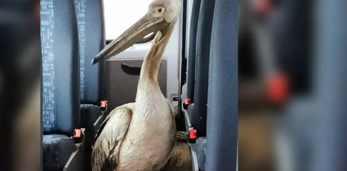 Фото: Елена Доманова