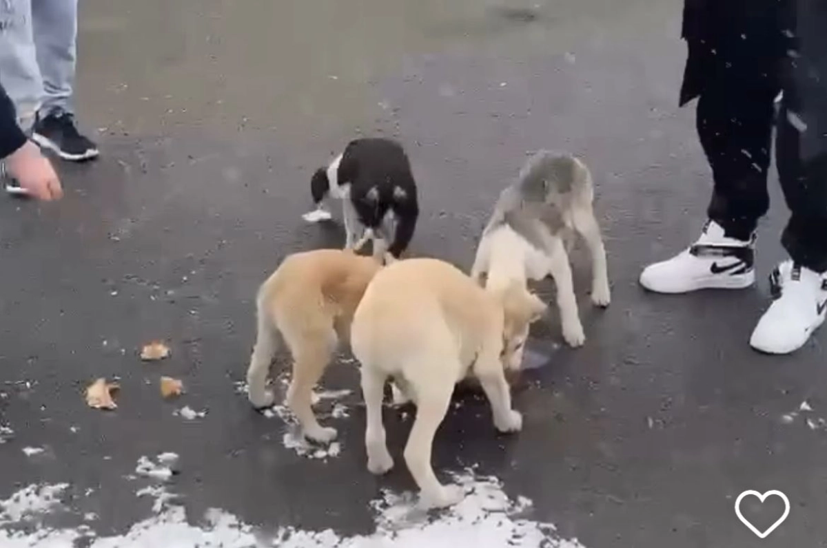 Фото: скриншот из видео