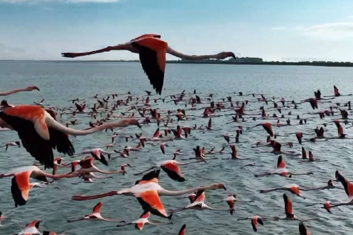 Фото: скриншот из видео