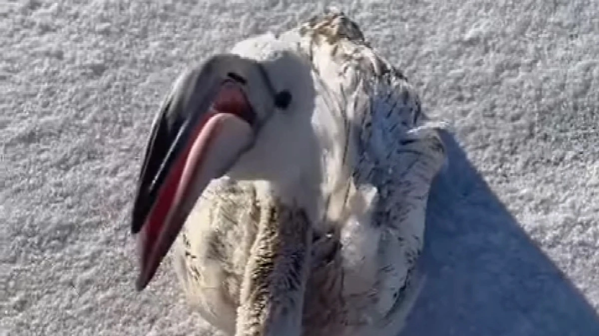 Фото: Фото: instagram.com/azamat_sarsenbayev