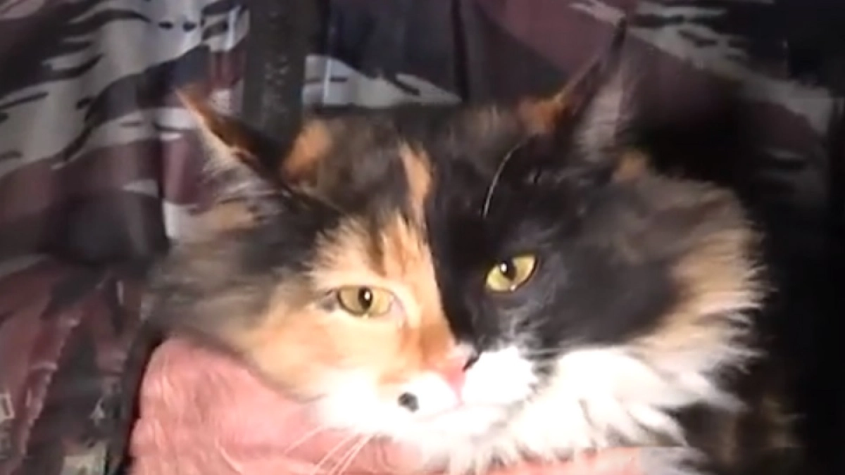 Фото: скриншот из видео