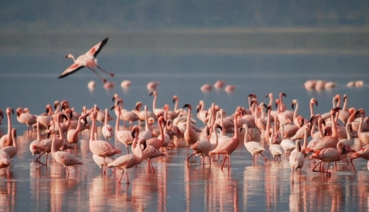 Фото: pixabay.com