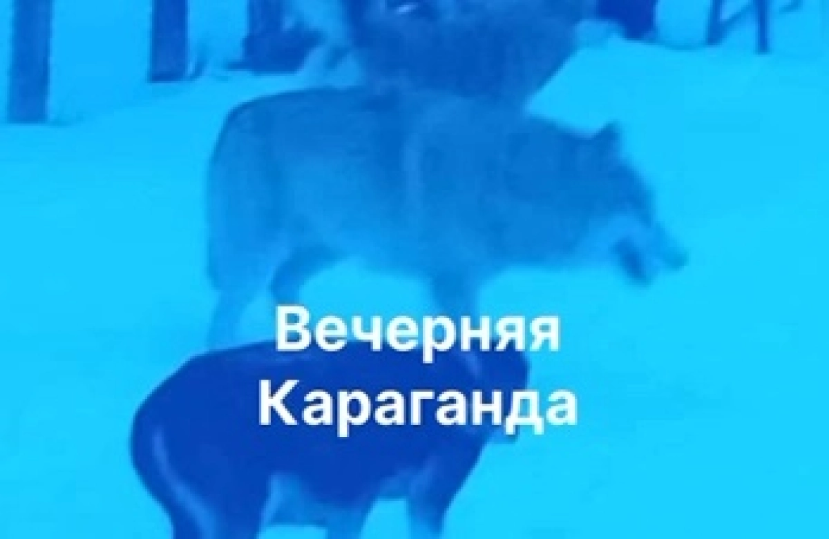 Фото: Вечерняя Караганда