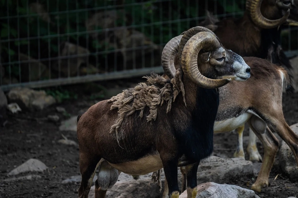 Фото: pixabay.com