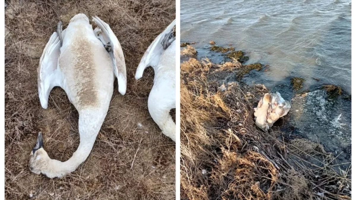 Фото: Азамат Сарсенбаев
