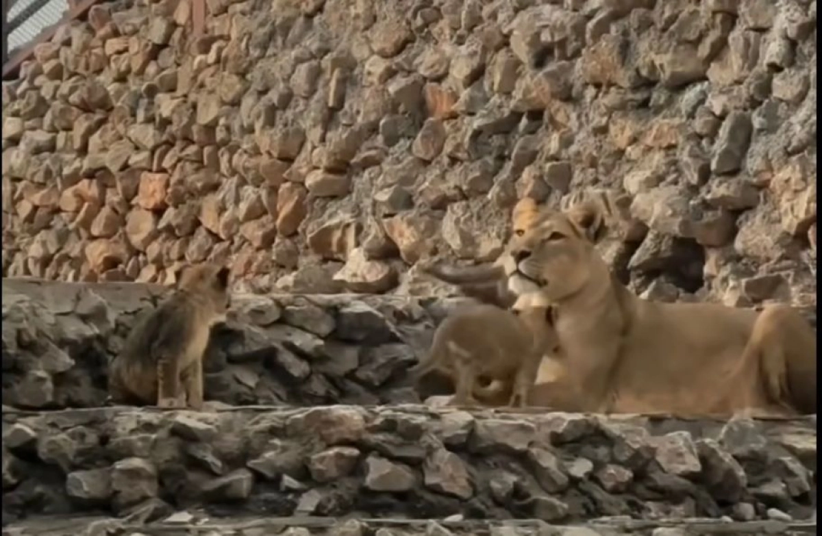 Фото: кадр из видео