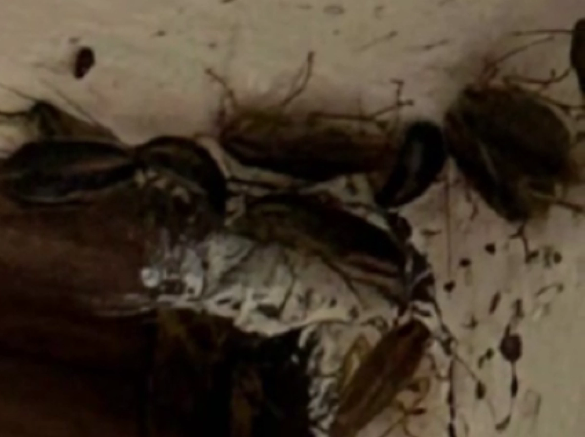 Кадр из видео/ Telegram/ Astanovka98