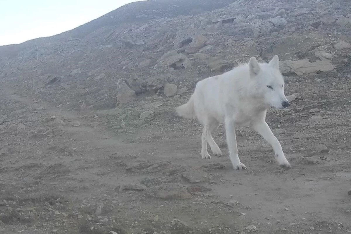 Фото: управления природных ресурсов и регулирования природопользования Мангистауской области