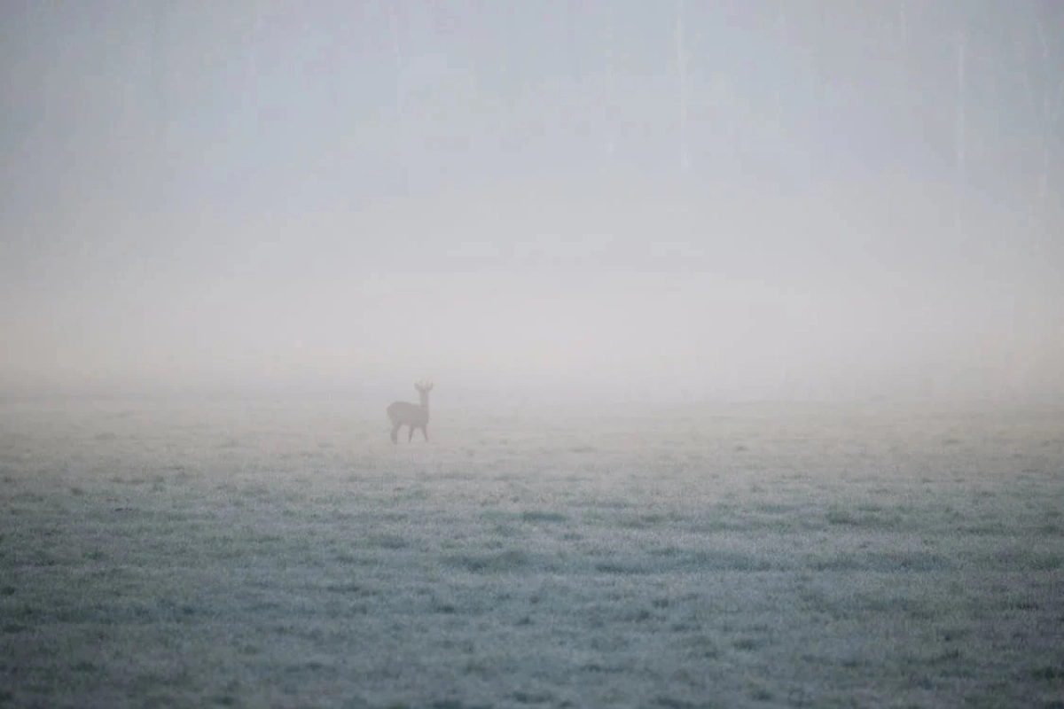 Фото: unsplash.com