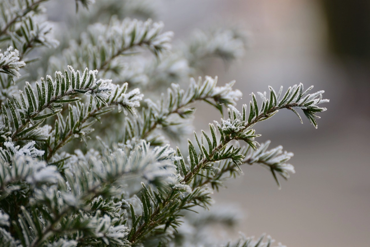 Фото: pixabay.com