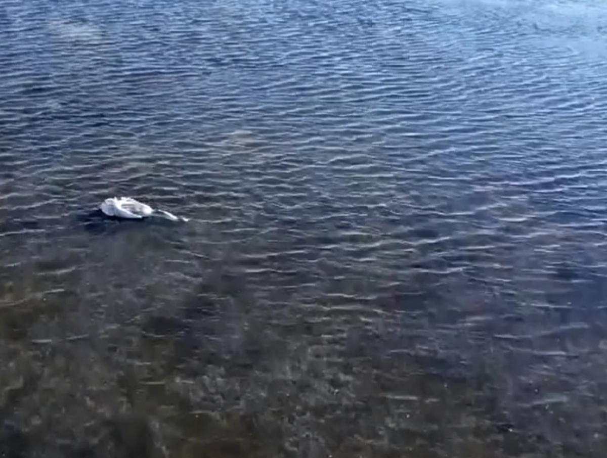 Кадр из видео/ КТК