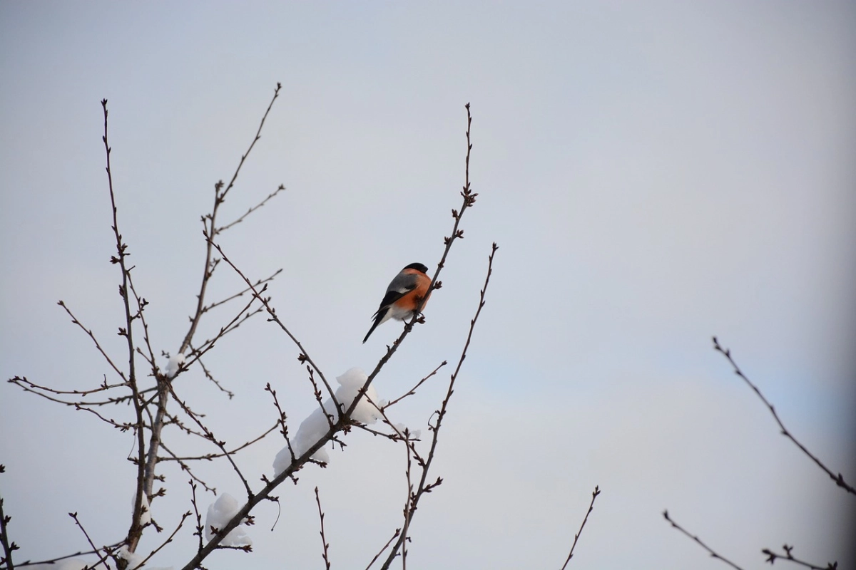 Фото: pixabay.com