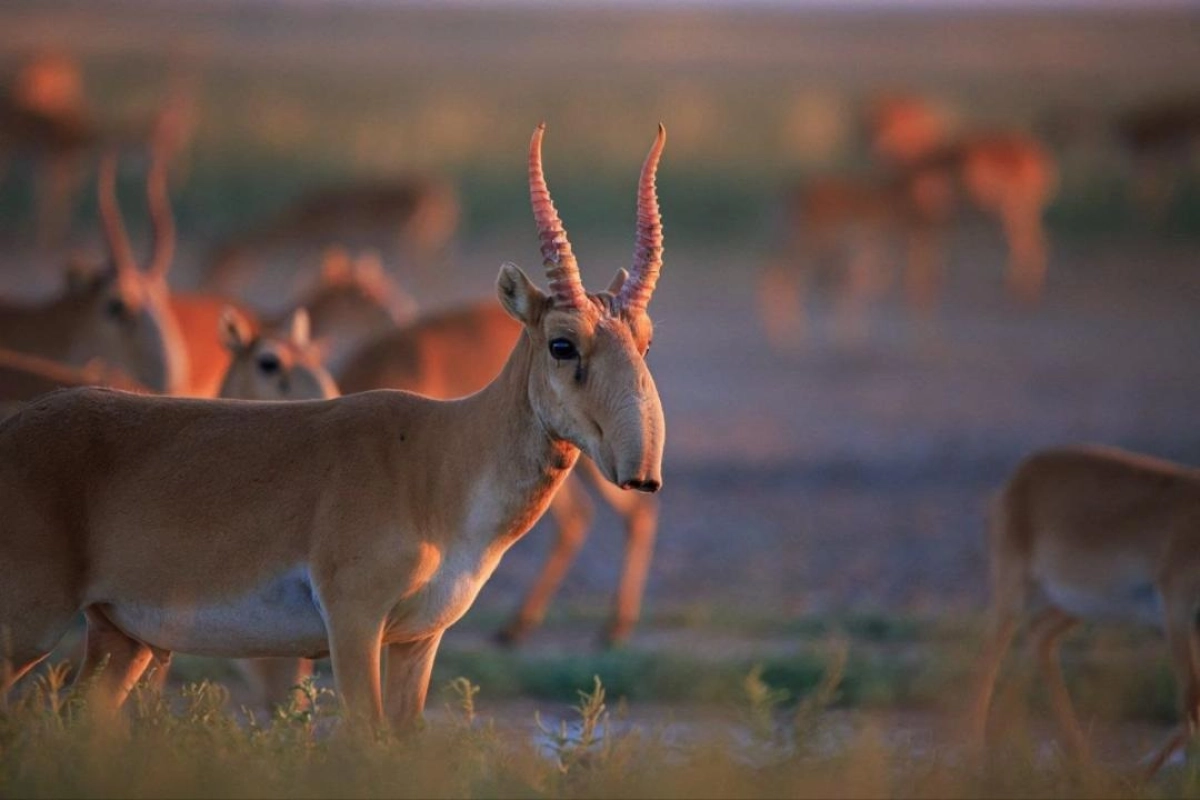 Фото с сайта gov.kz