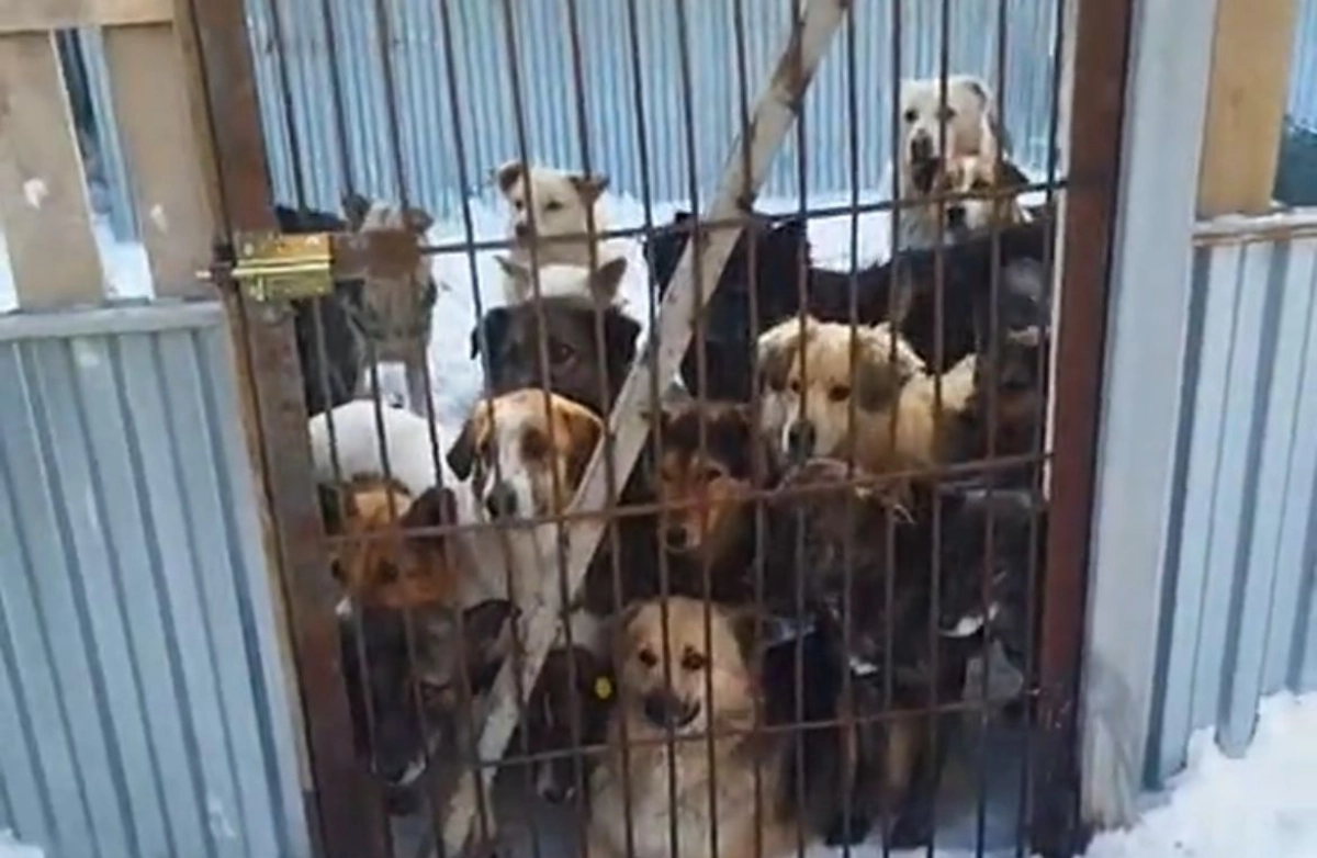 Фото: скриншот из видео Instagram @vd_stopotlov