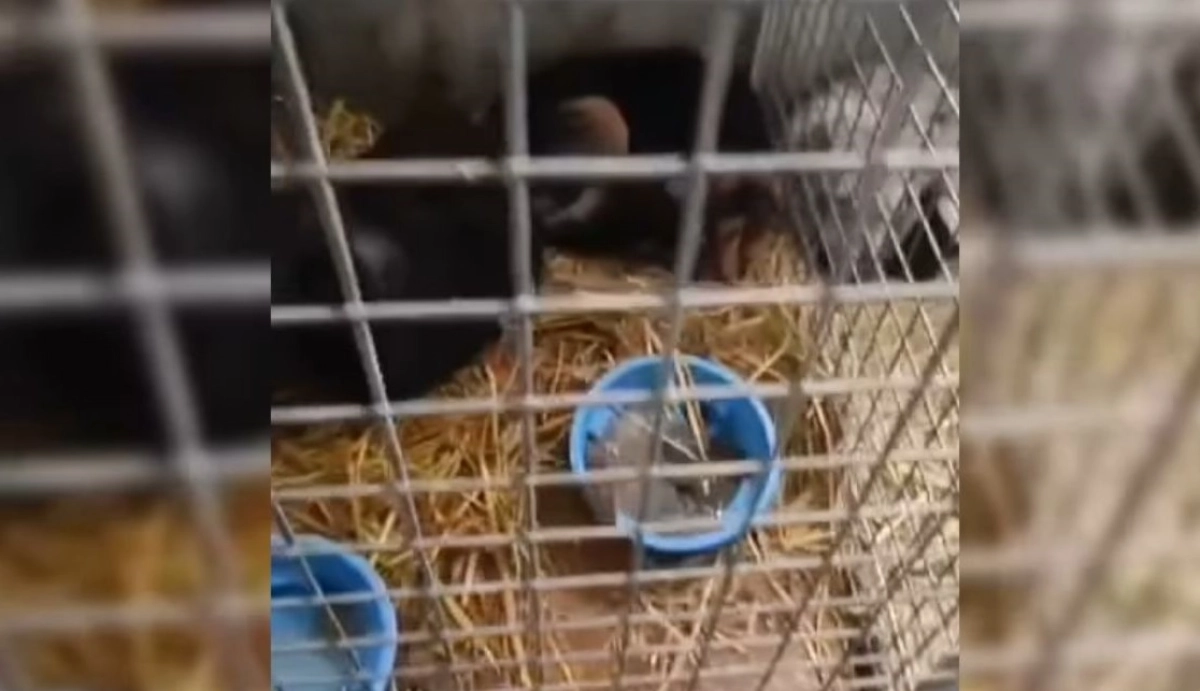 Фото: скриншот из видео