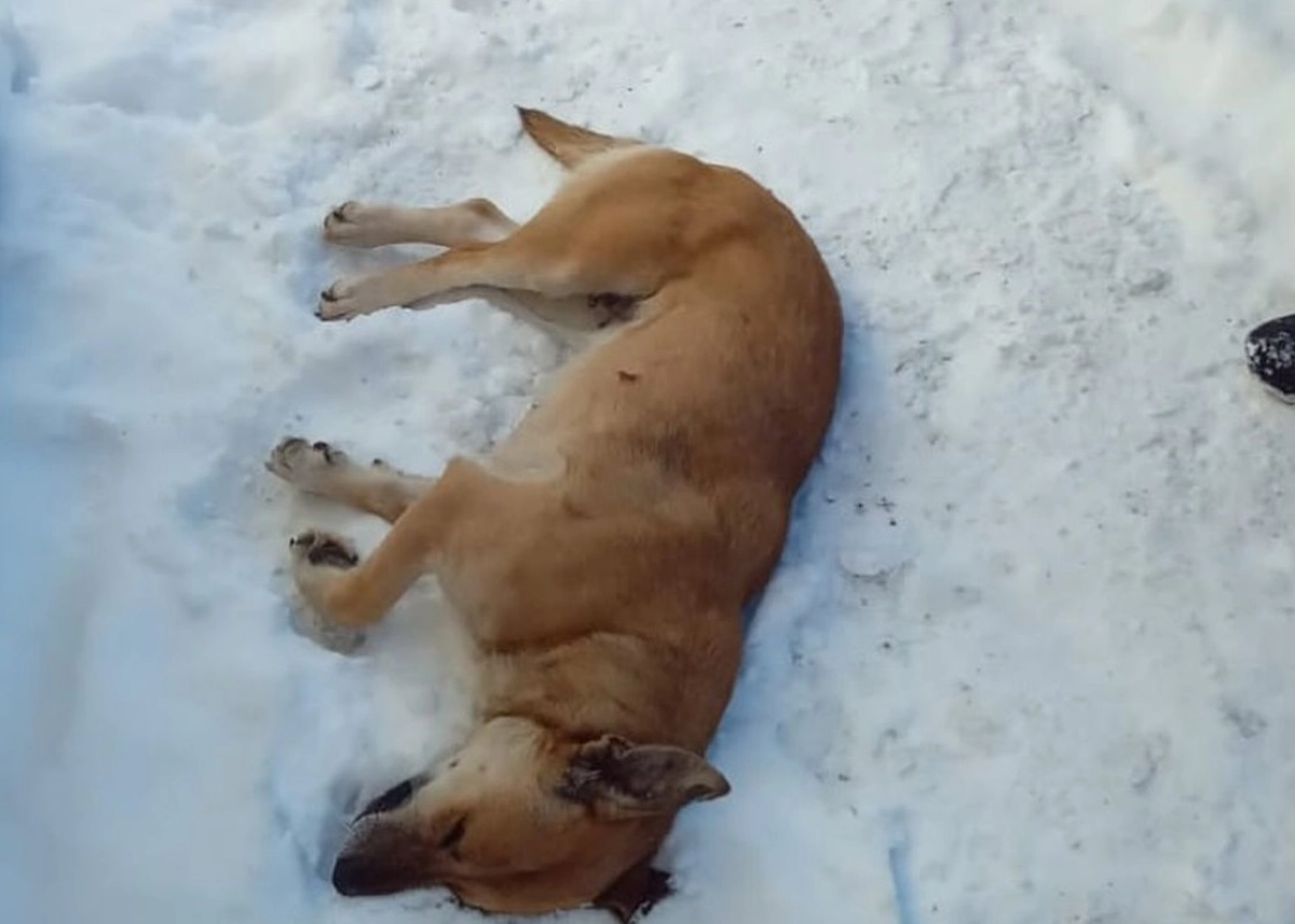 Фото: Instagram.com/@koshki_sobaki_kokshetau