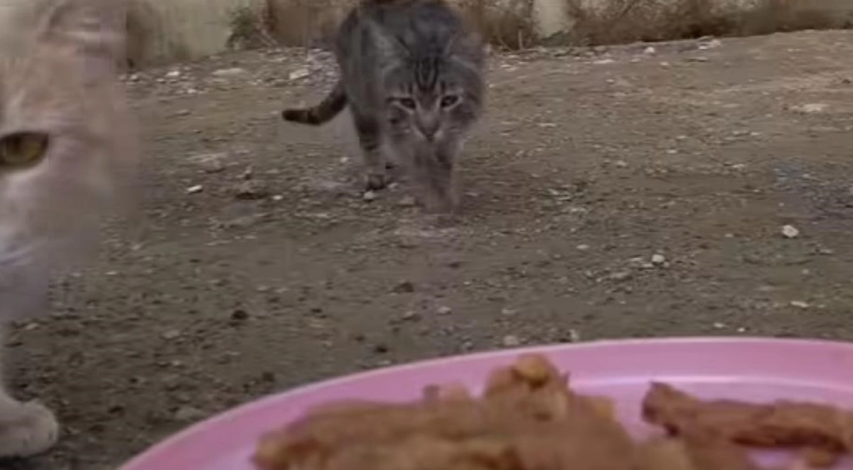 Фото: скриншот из видео