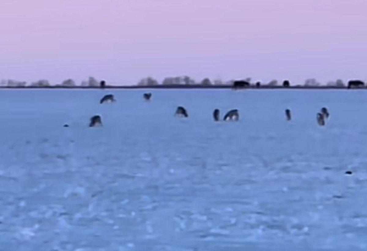 Фото: скриншот из видео