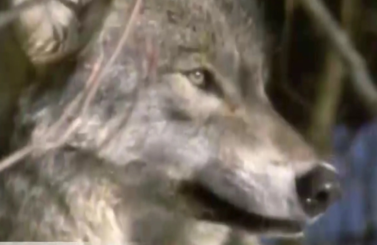 Фото: скриншот из видео