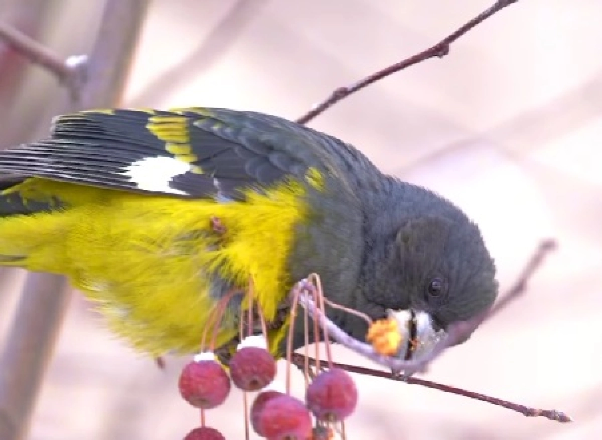 Фото: скриншот из видео