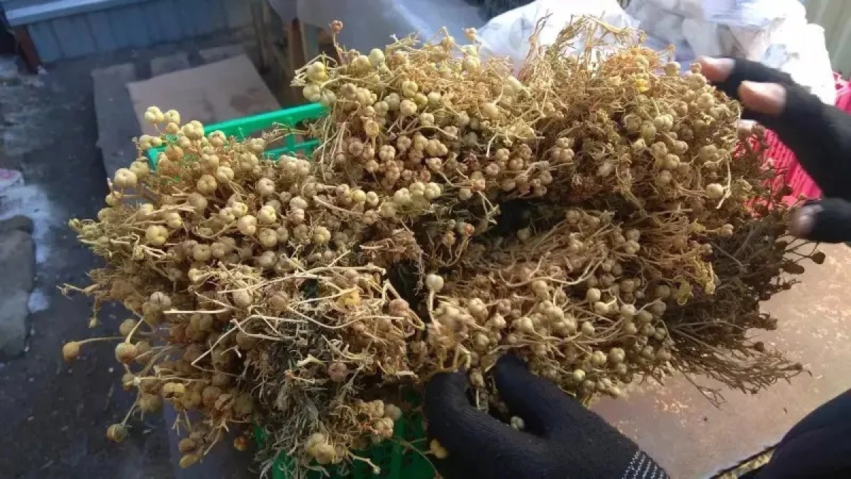 Фото с сайта kstnews.kz