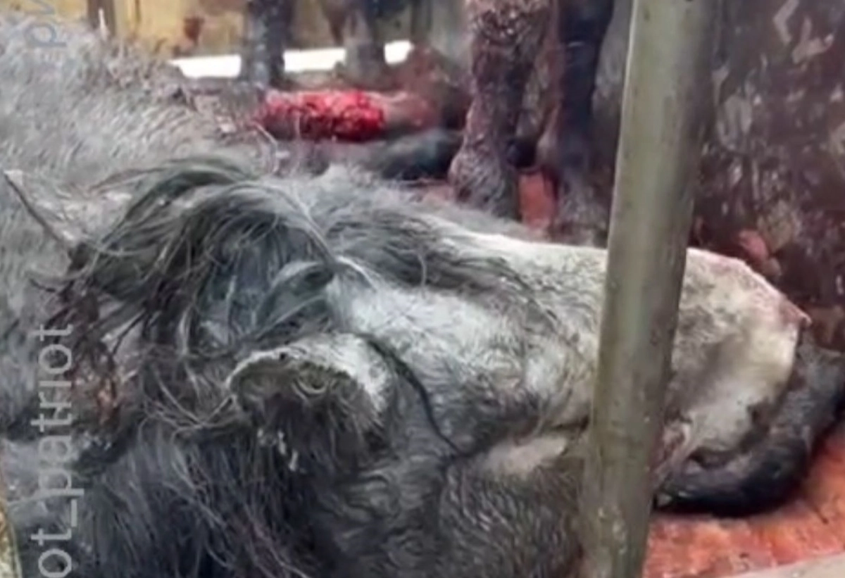 Фото: скриншот из видео