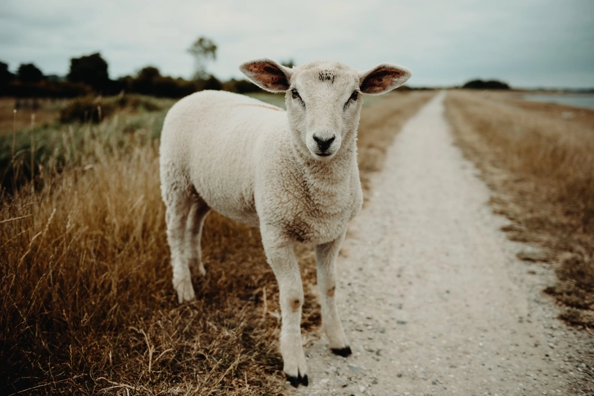 Фото: unsplash.com