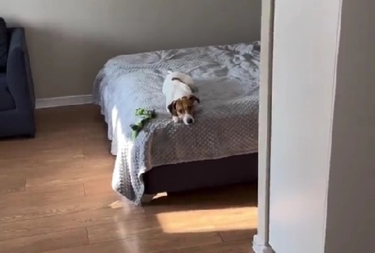 Фото: скриншот из видео