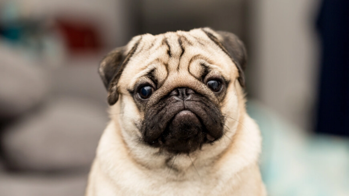 Фото: Shutterstock/FOTODOM
