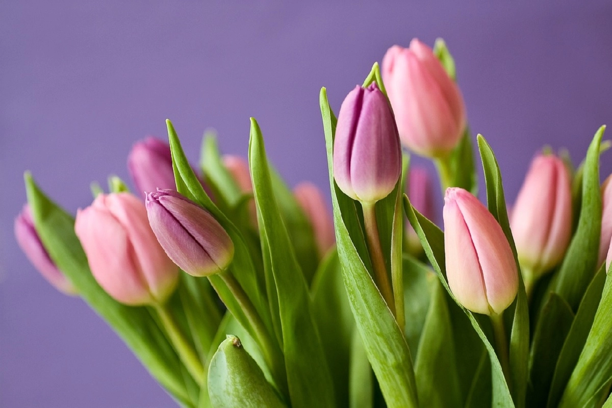 Фото: pixabay.com