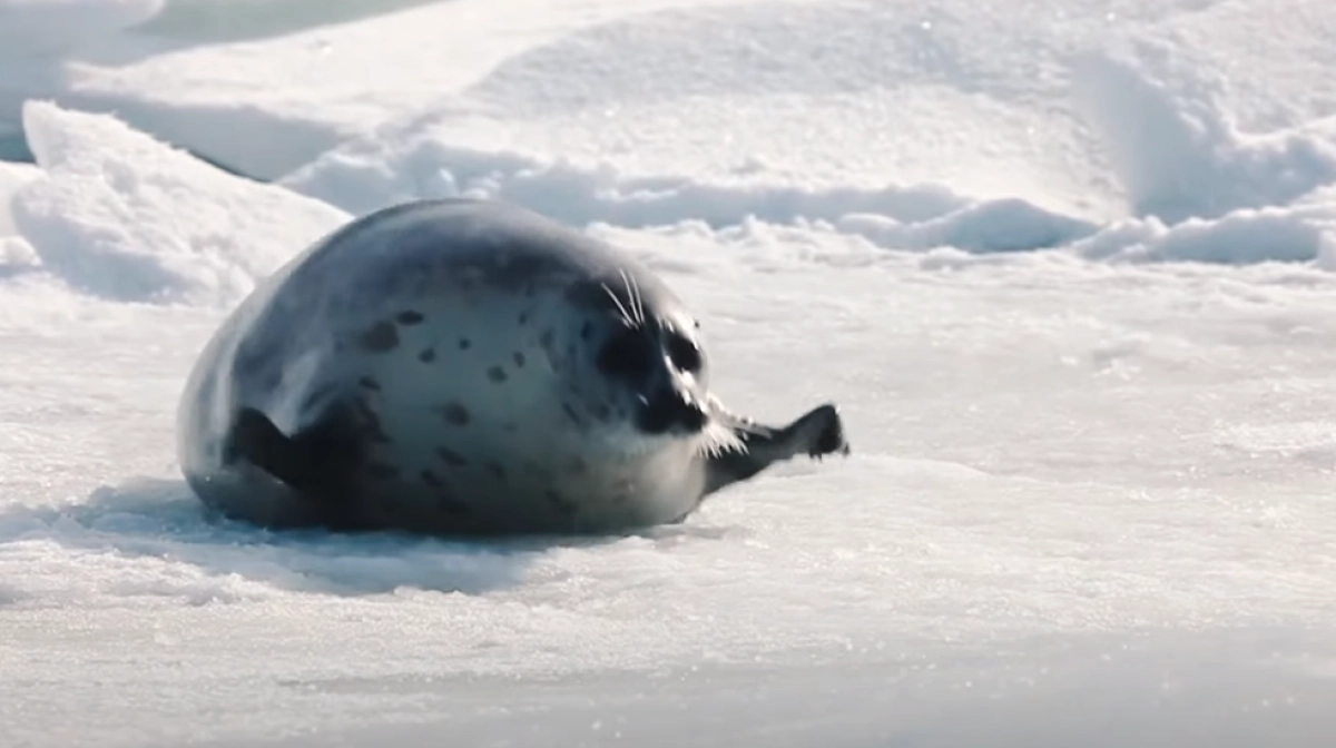 Фото: кадр из видео