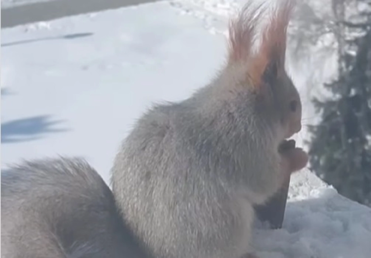 Фото: скриншот из видео