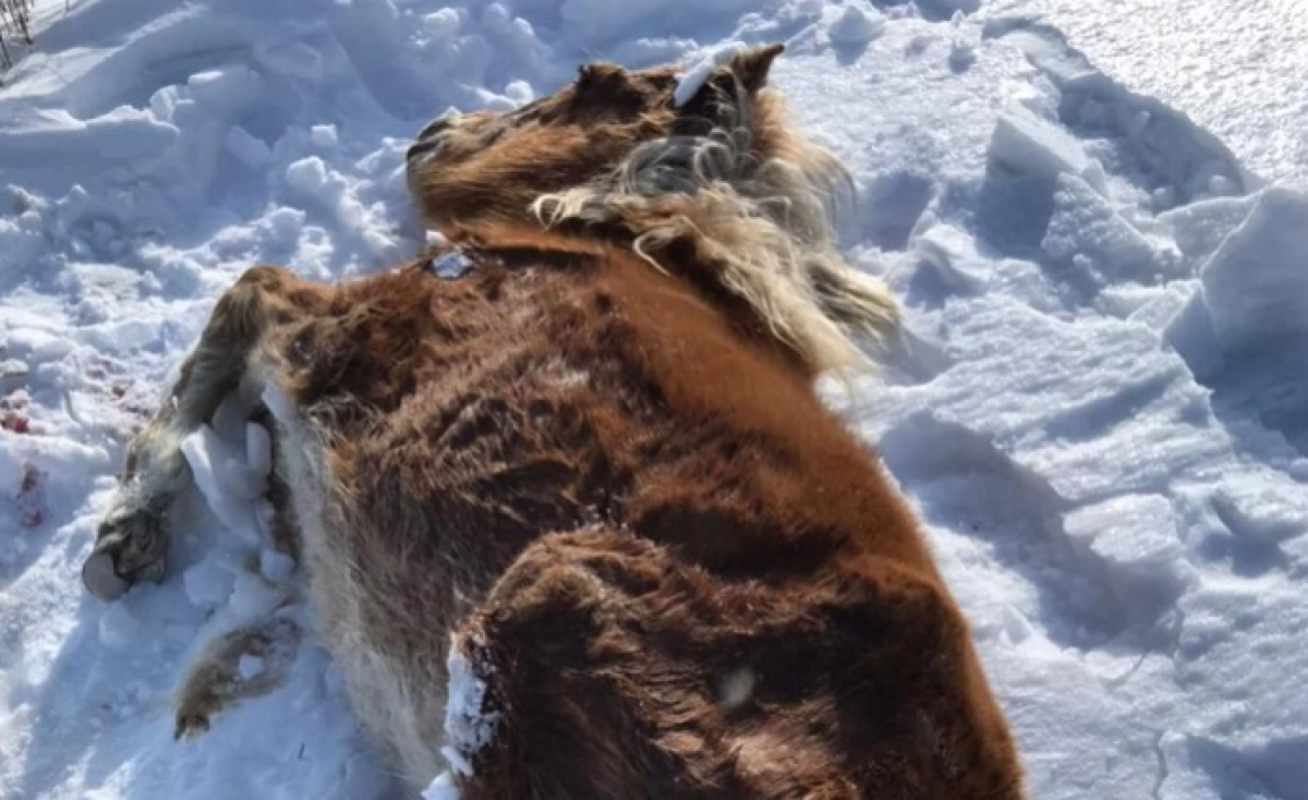 Фото: Instagram.com/@dinarasatzhan