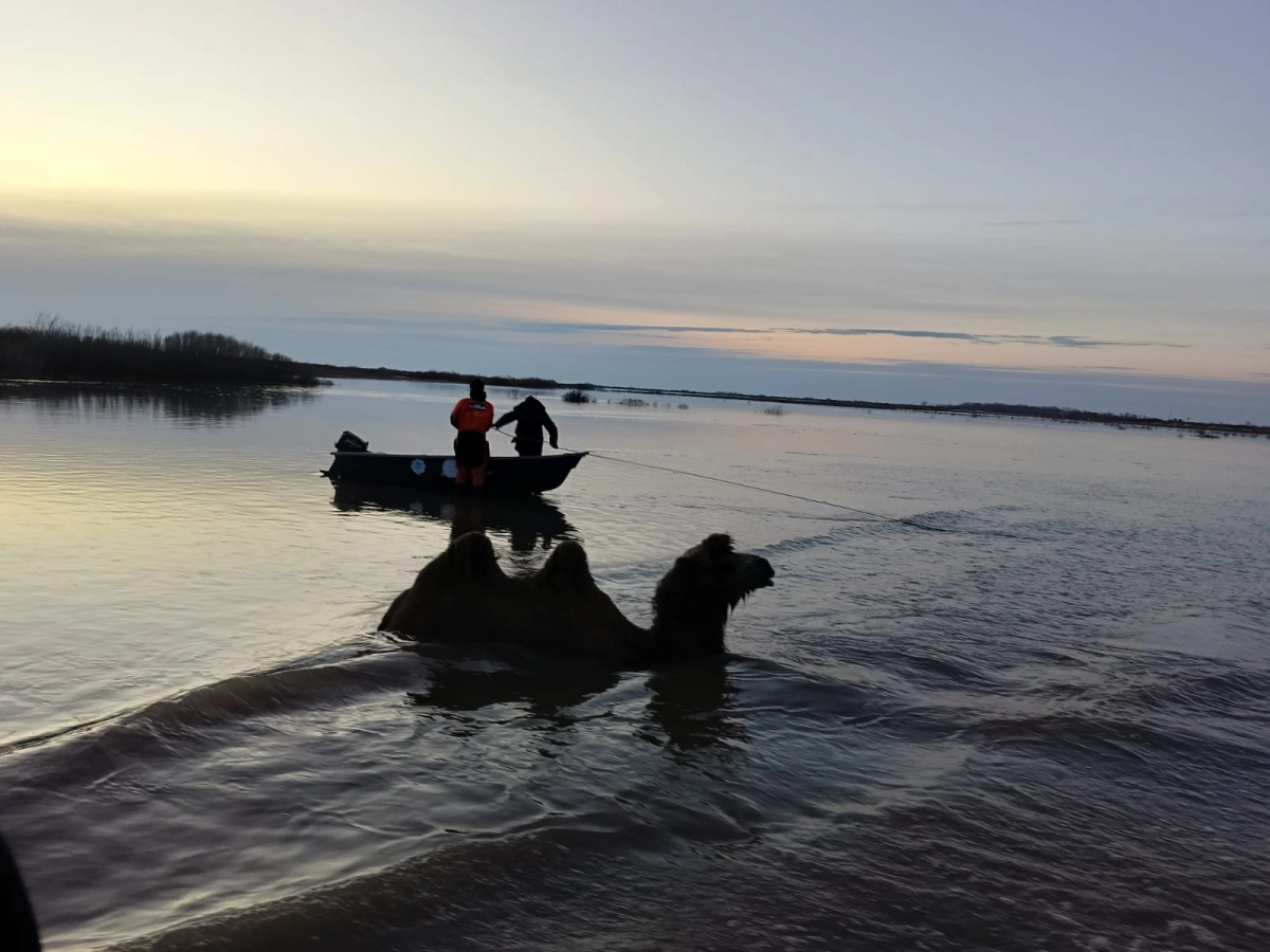 Фото: пресс-служба ДЧС Акмолинской области