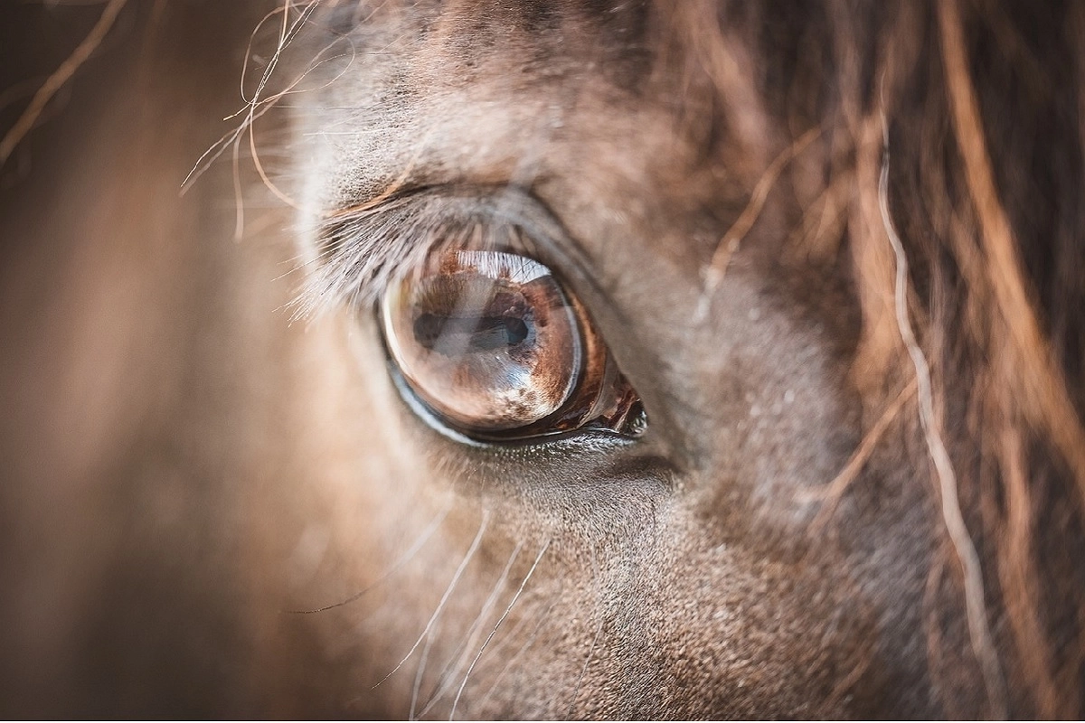 Фото: pixabay.com