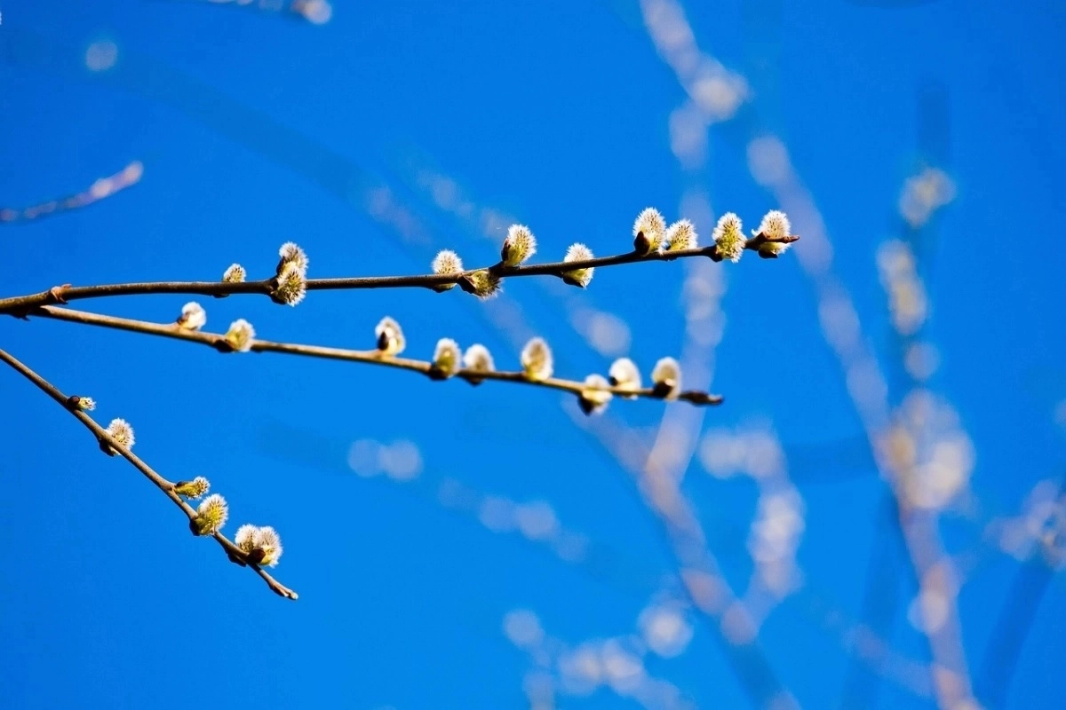 Фото: pixabay.com