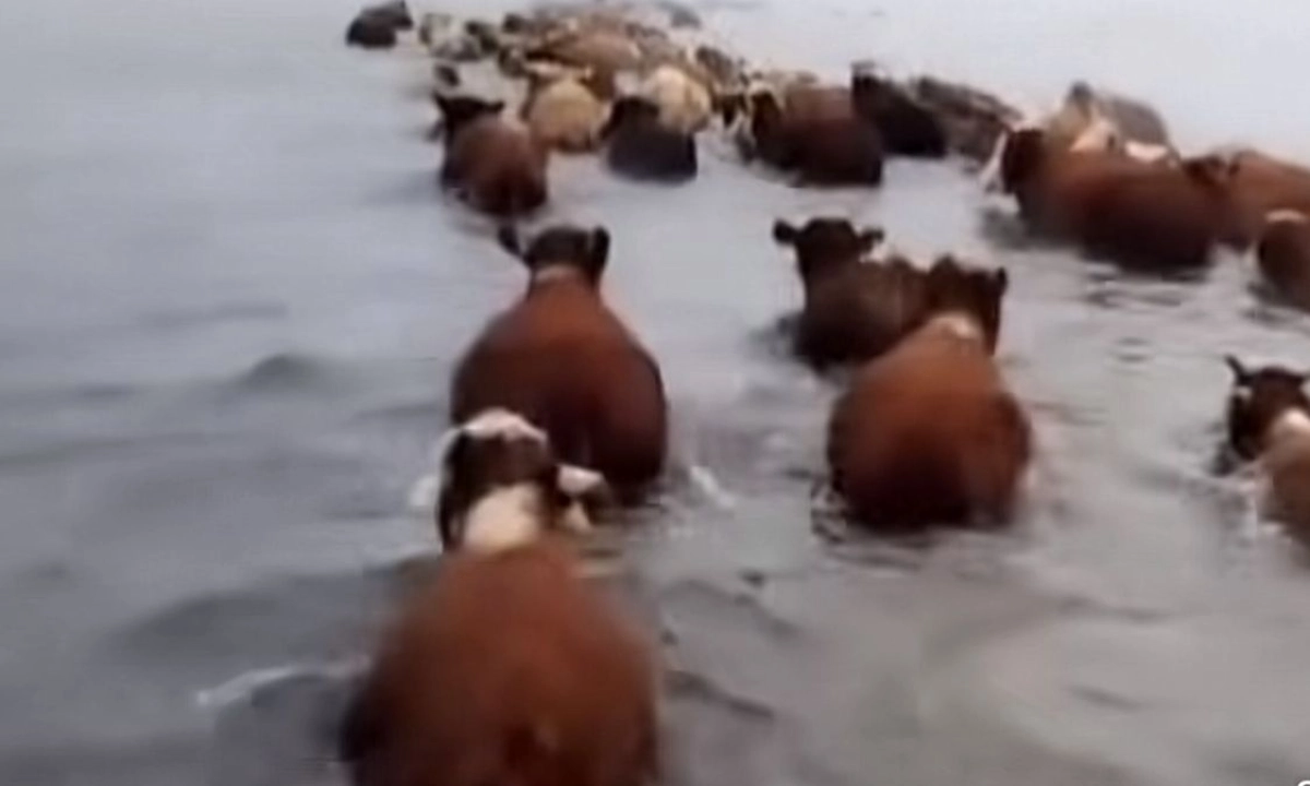 Кадр из видео qonaev_qapshagai