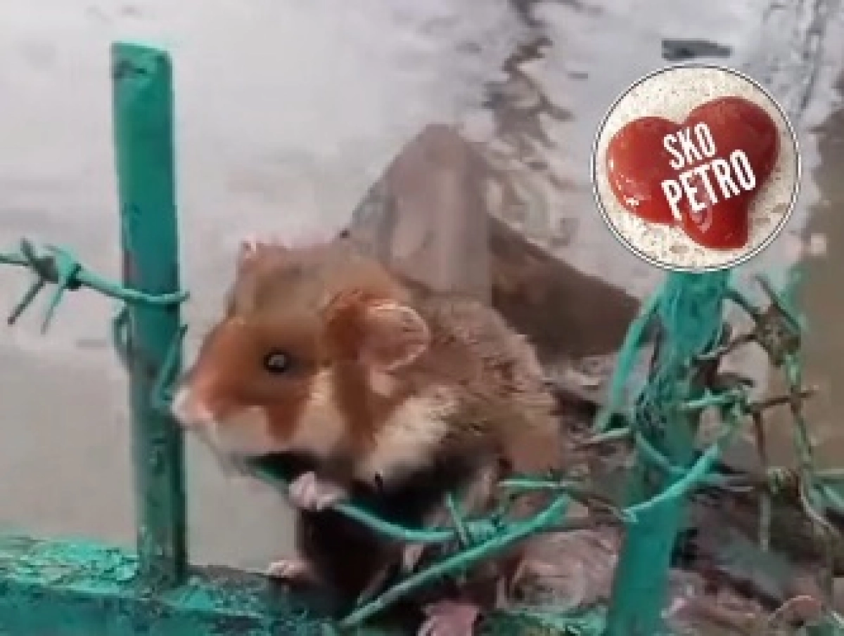 Кадр из видео