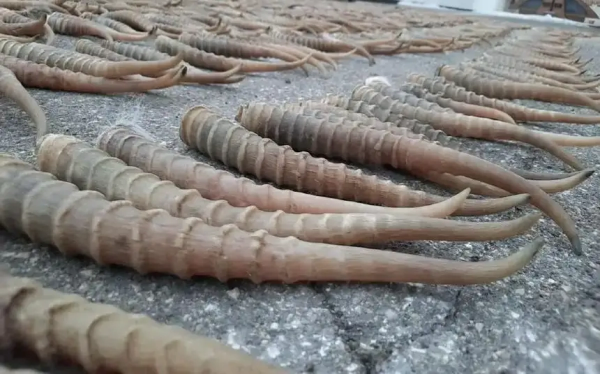 Фото: ДП Атырауской области