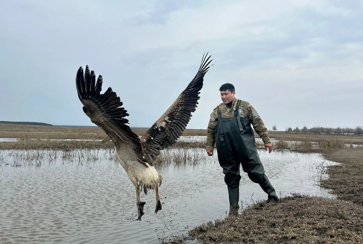 Фото: РГУ «Костанайской областной территориальной инспекции лесного хозяйства и животного мира»