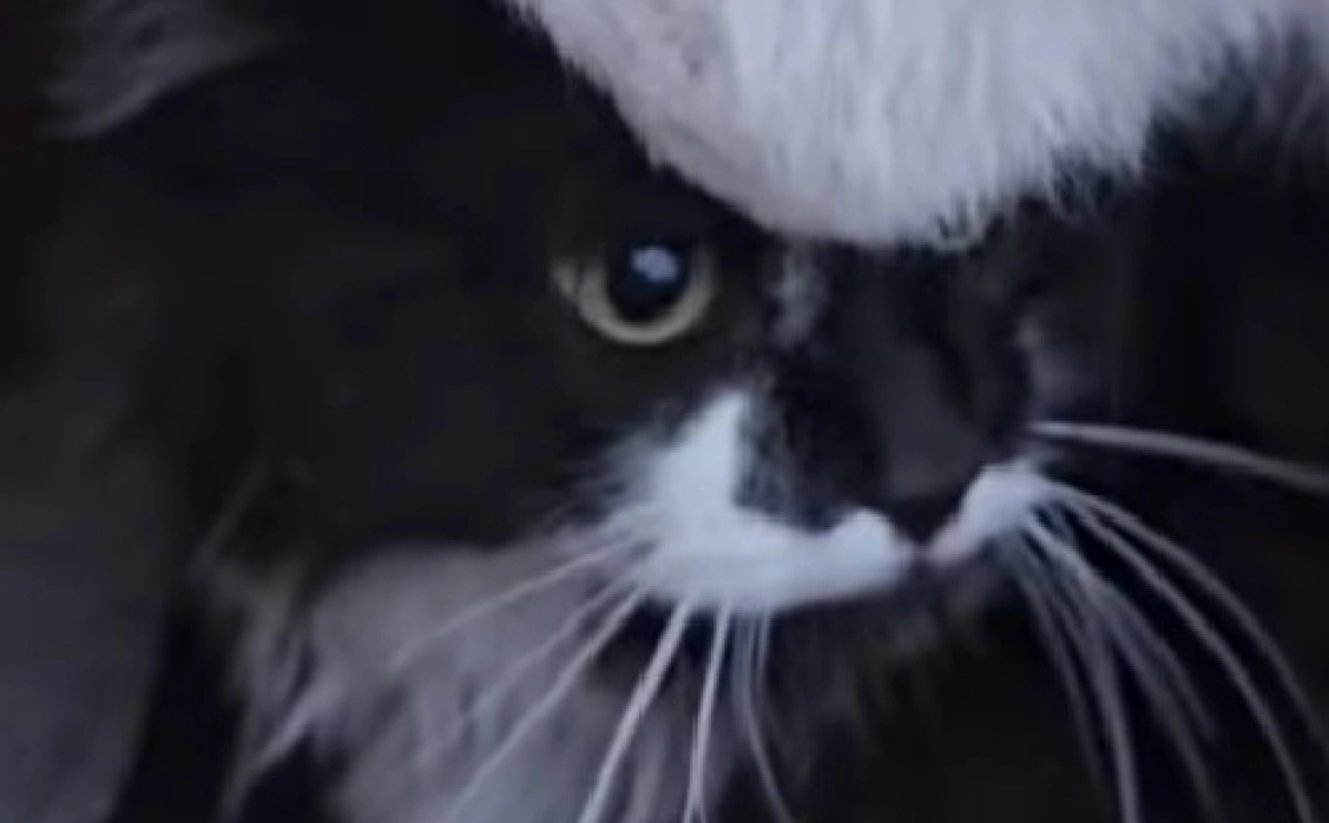 Фото: скриншот из видео