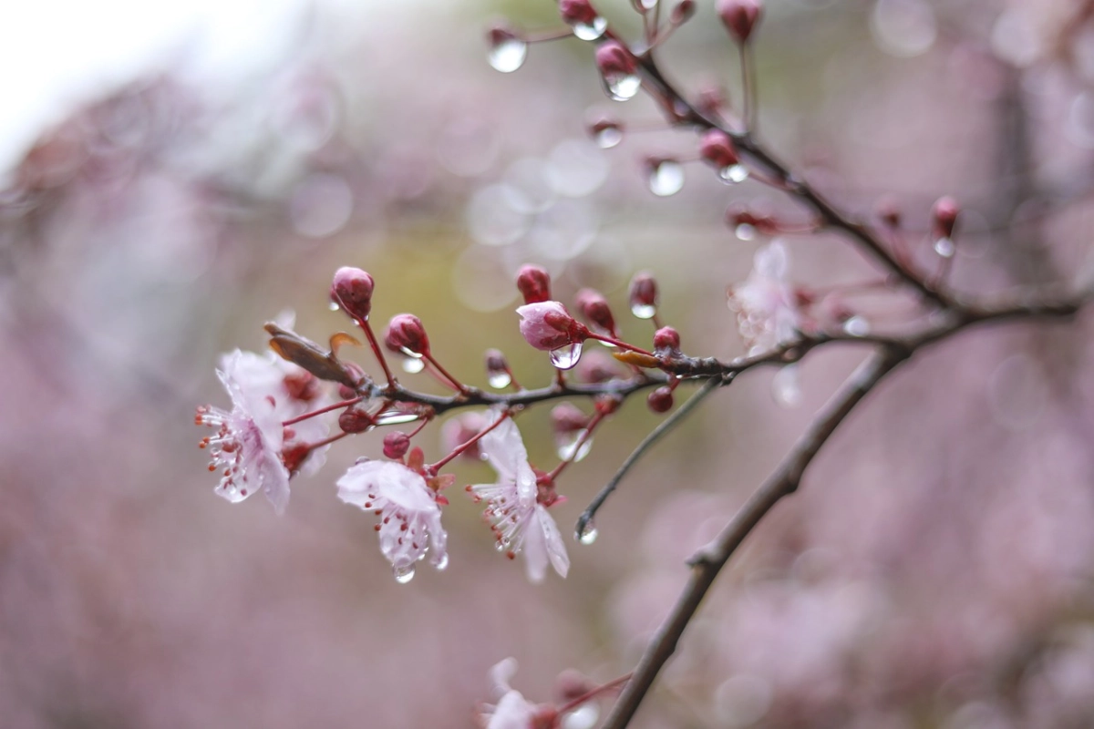 Фото: pixabay.com