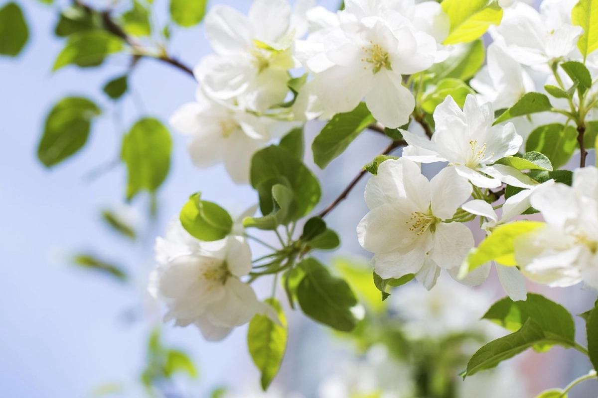 Фото: pixabay.com