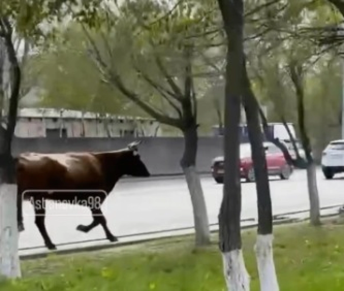 Кадр из видео