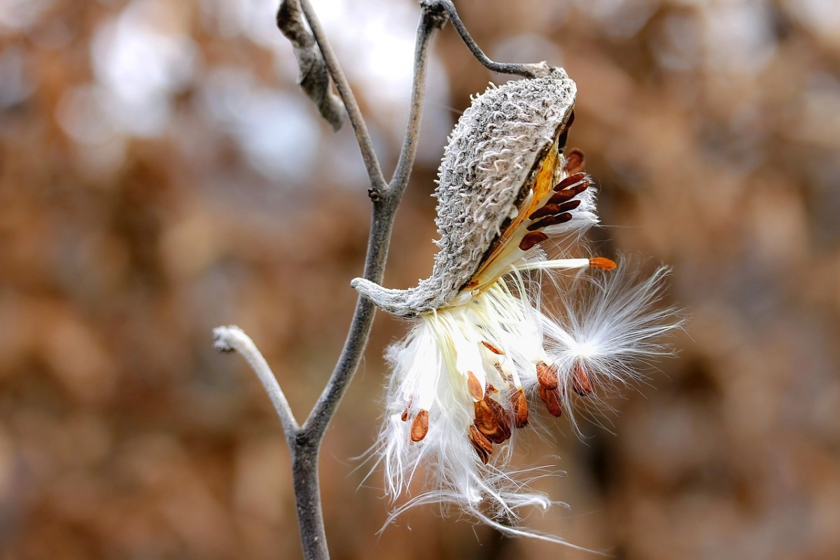 Фото: pixabay.com