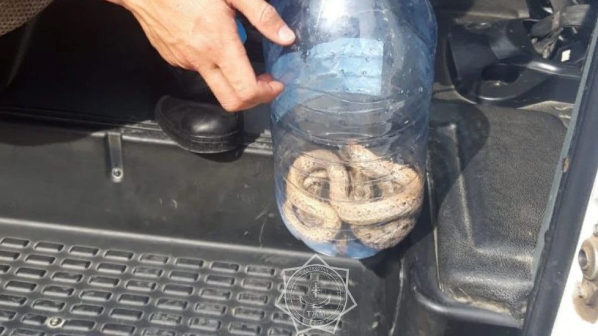 Фото: МЧС РК