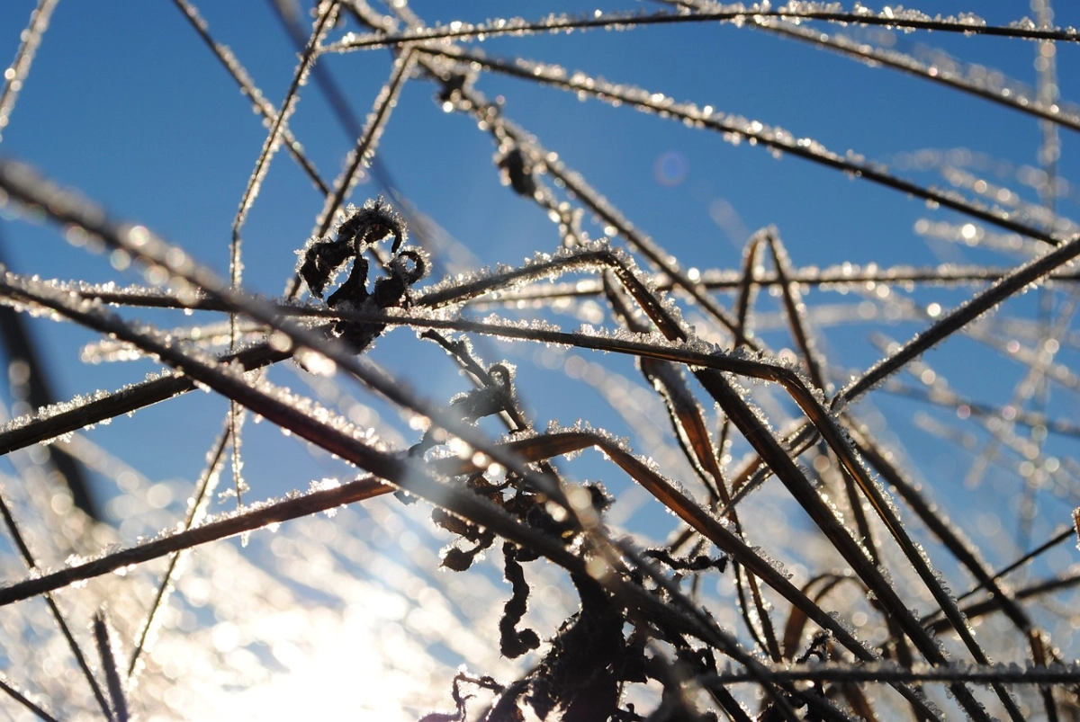 Фото: pixabay.com