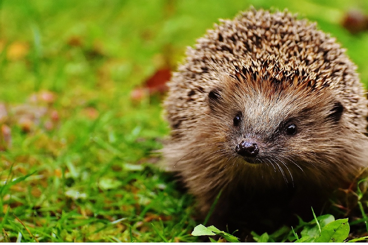 Фото: pixabay.com