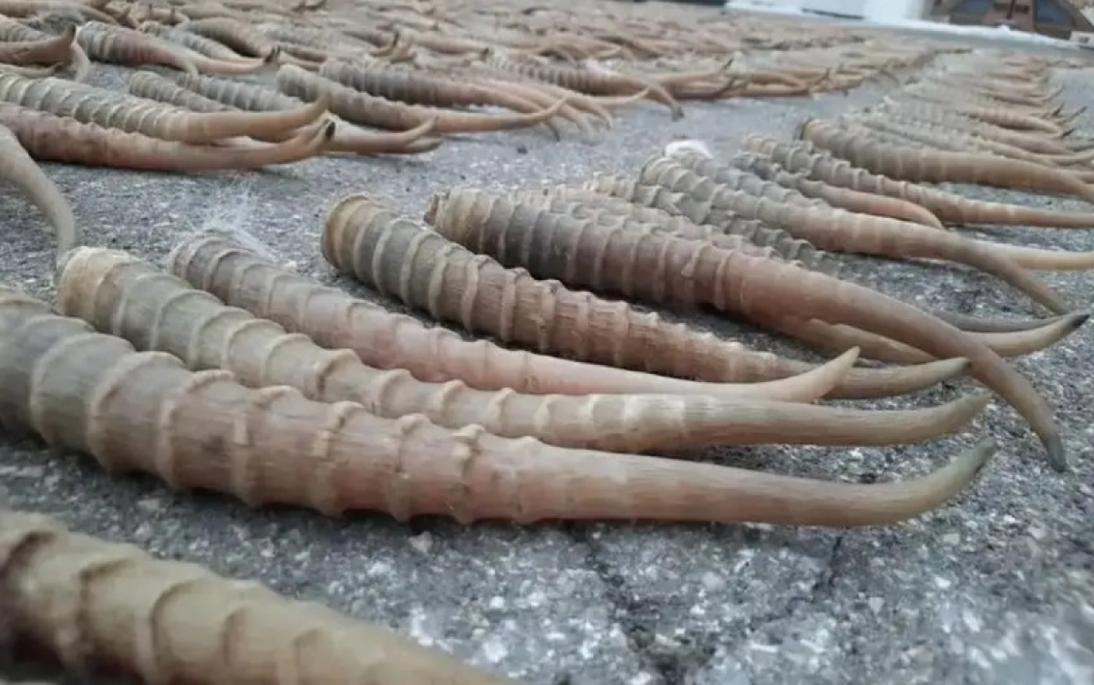 Фото: ДП Атырауской области